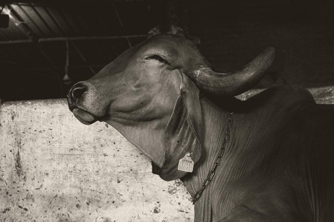 A single Gir cow